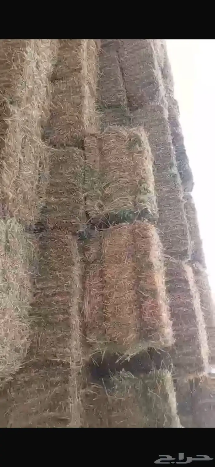 برسيم الشد طيب والمقاس85 2