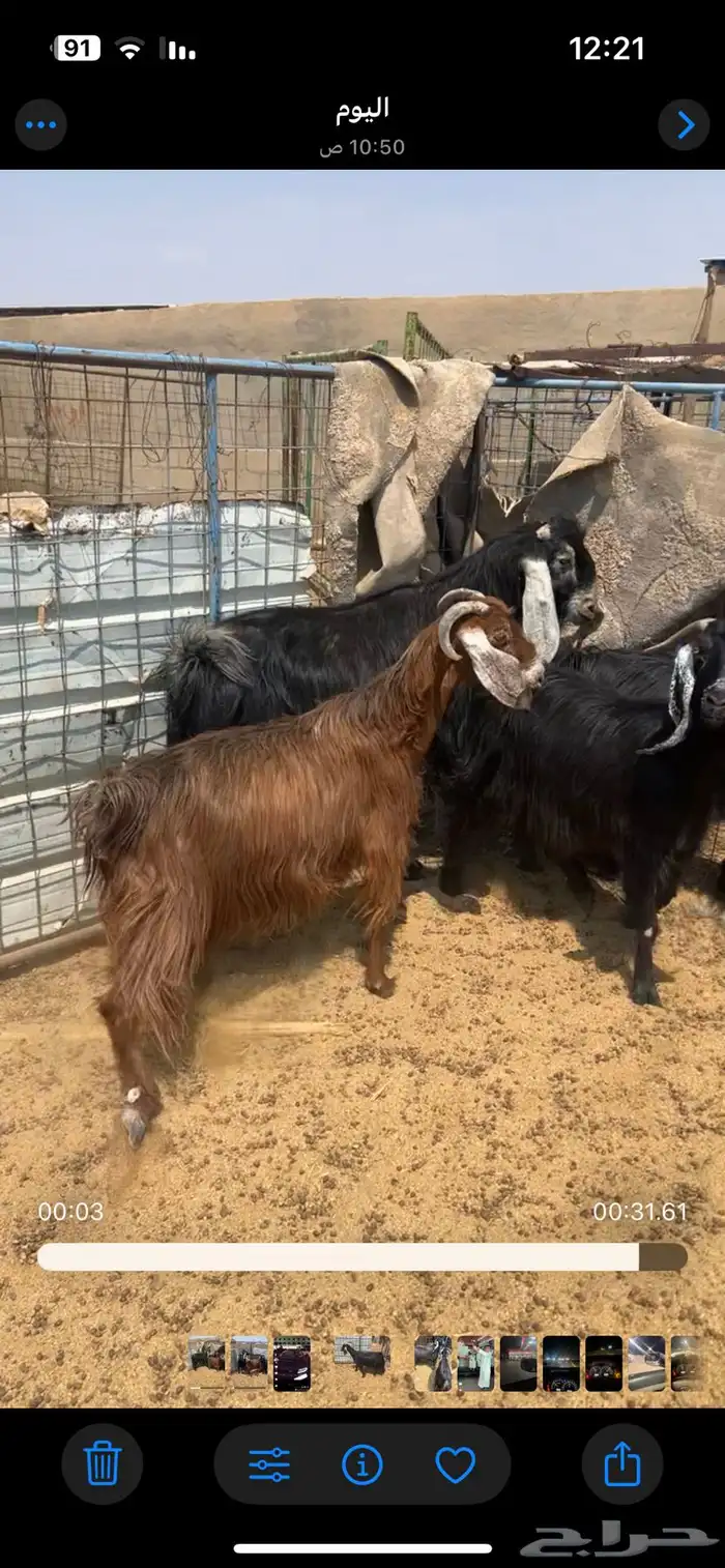 معزا طيبات 1