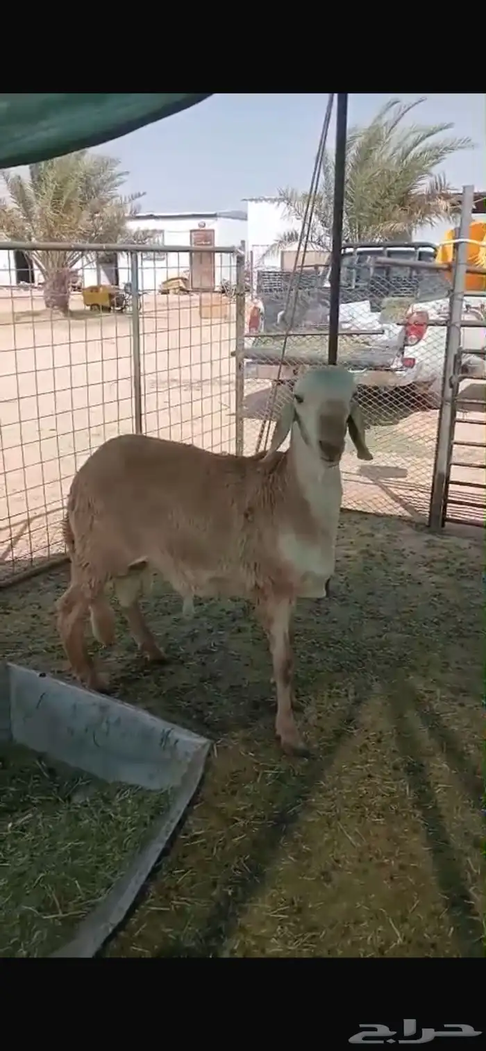 فحل سأملي البيع الموقع ساجر 0