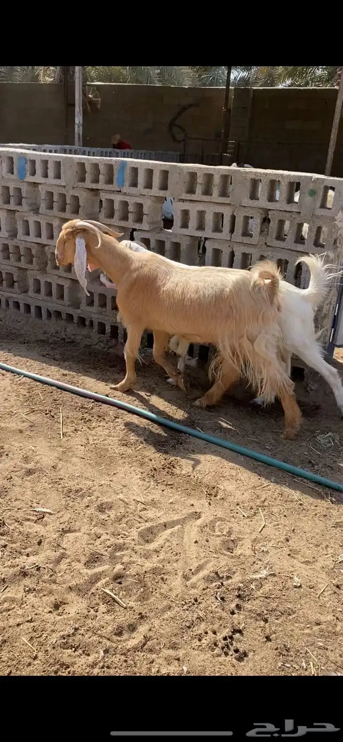 ماعز مشاريك 1