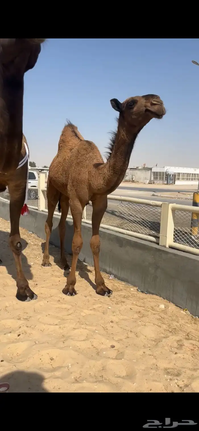 للبيع عشرا تحته بكره كفواا والناقه حقت انتاج 2