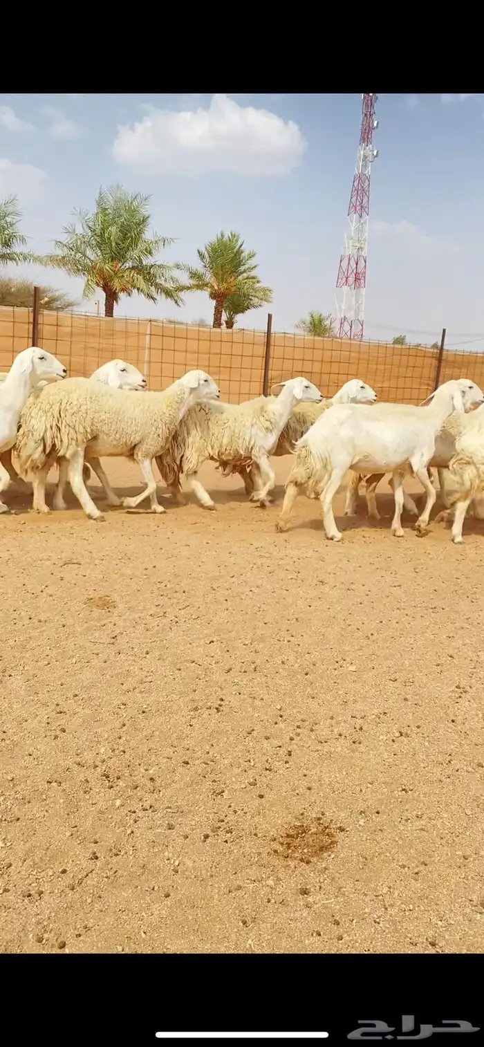 رخال حريات حرش لهوات الصنف النادر (( تم البيع )) 0