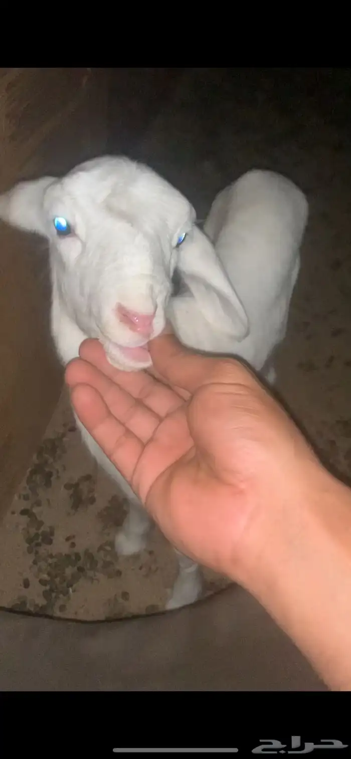 طلي داغور انباع 2