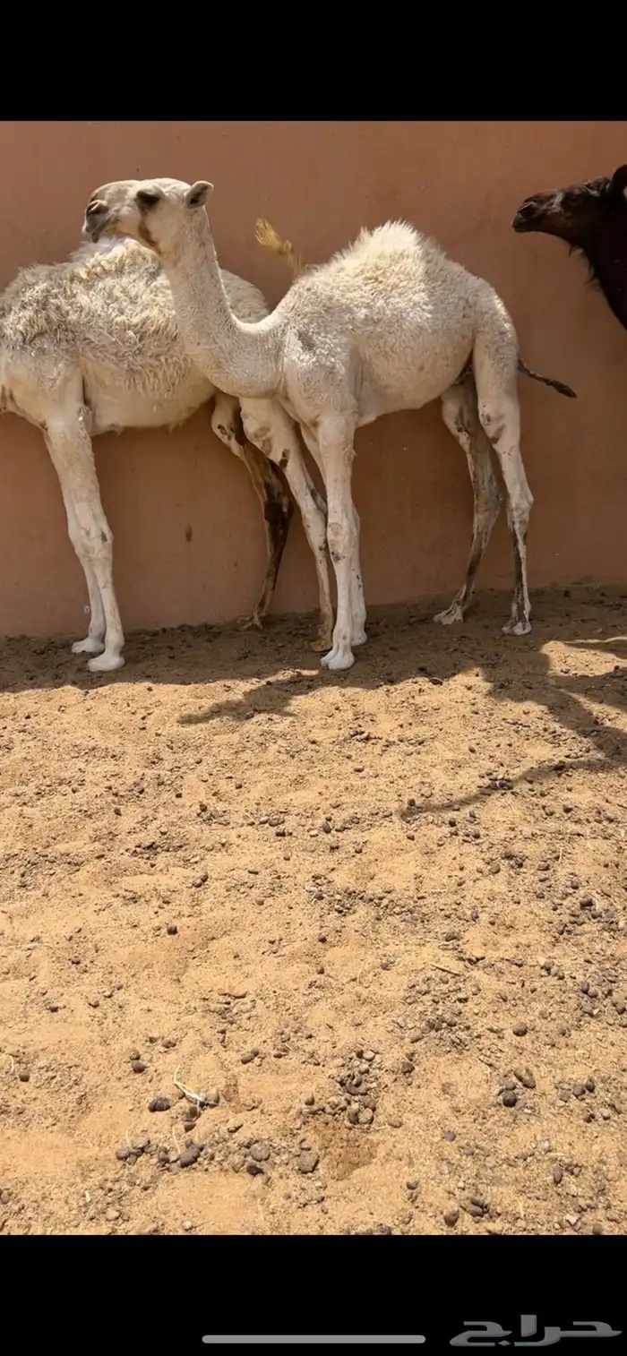 حوار اوضح فردي 4