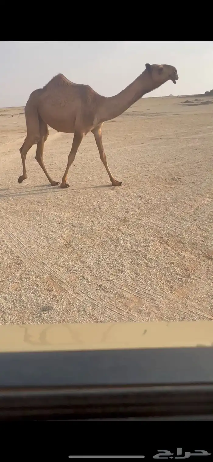 للبيع البكره الغرنوقيه الكفو 0