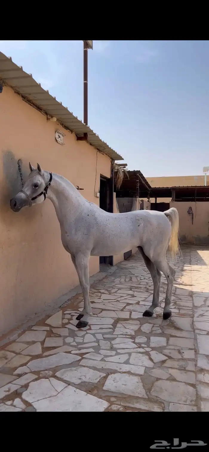 فحل واهو والبيع شعبي فحل فاخر طرب 3