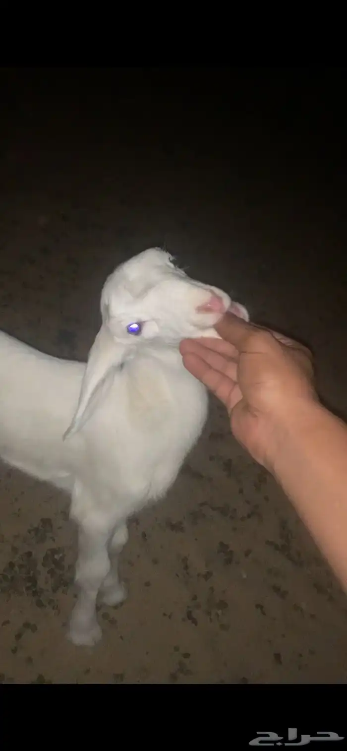 طلي داغور انباع 1