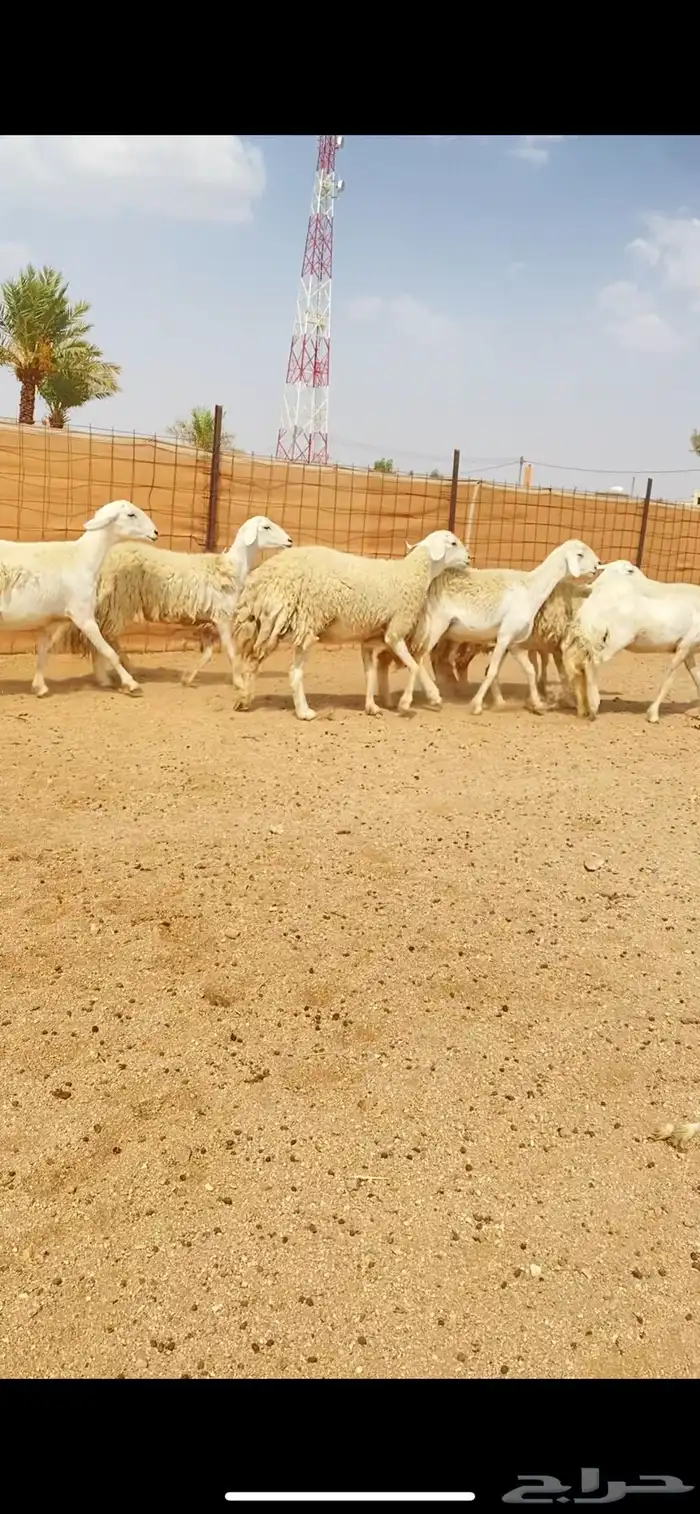 رخال حريات حرش لهوات الصنف النادر (( تم البيع )) 2