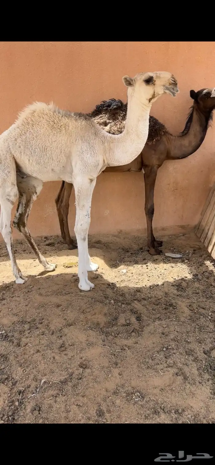 حوار اوضح فردي 0