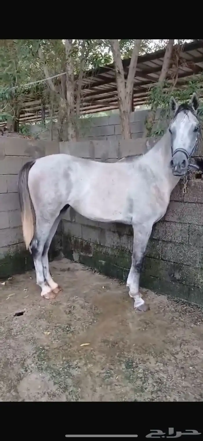 خيل للبيع عالسوم 0
