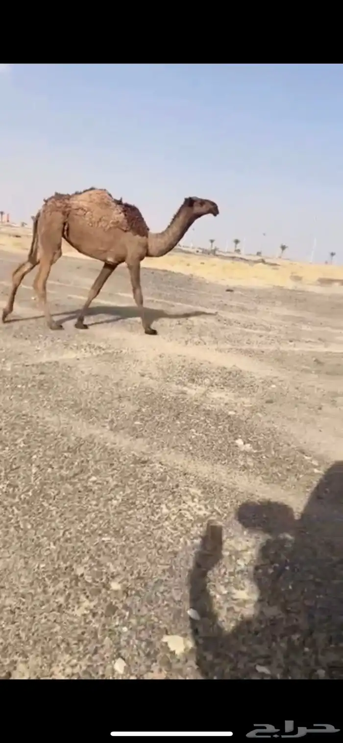 بكره مفروده صفرا كفووو 1