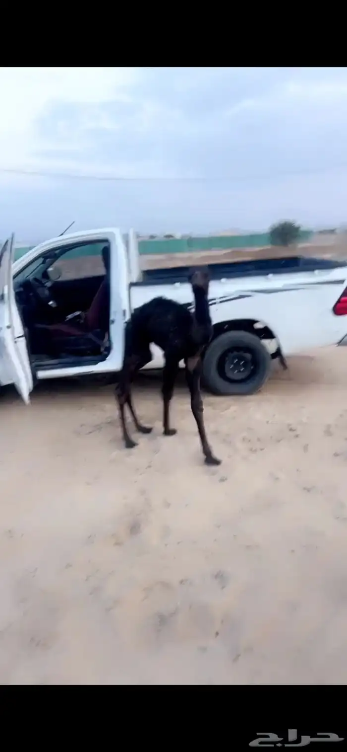 قعود ضيار يرضع الرضاعه 0