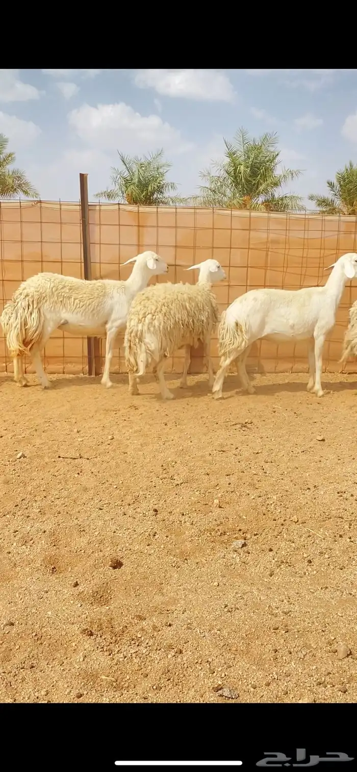 رخال حريات حرش لهوات الصنف النادر (( تم البيع )) 6