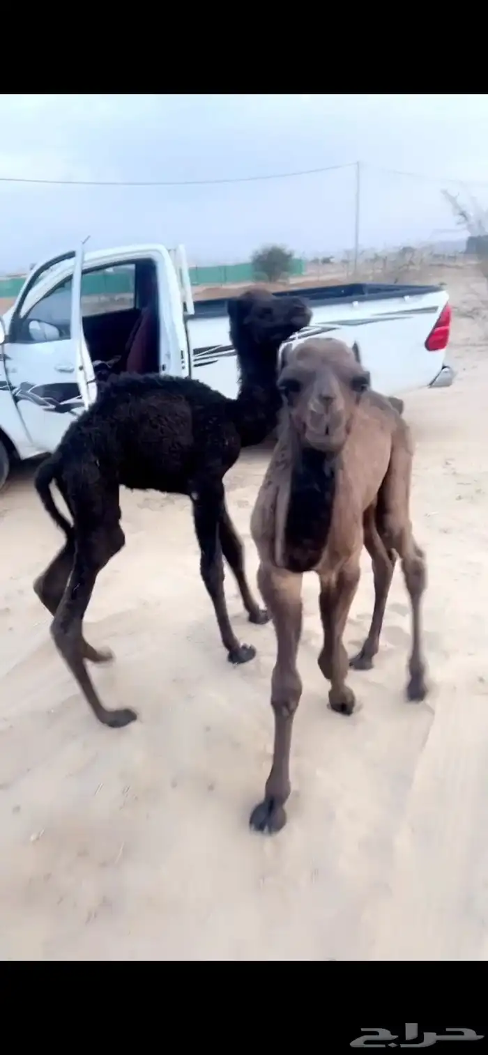 قعود ضيار يرضع الرضاعه 1