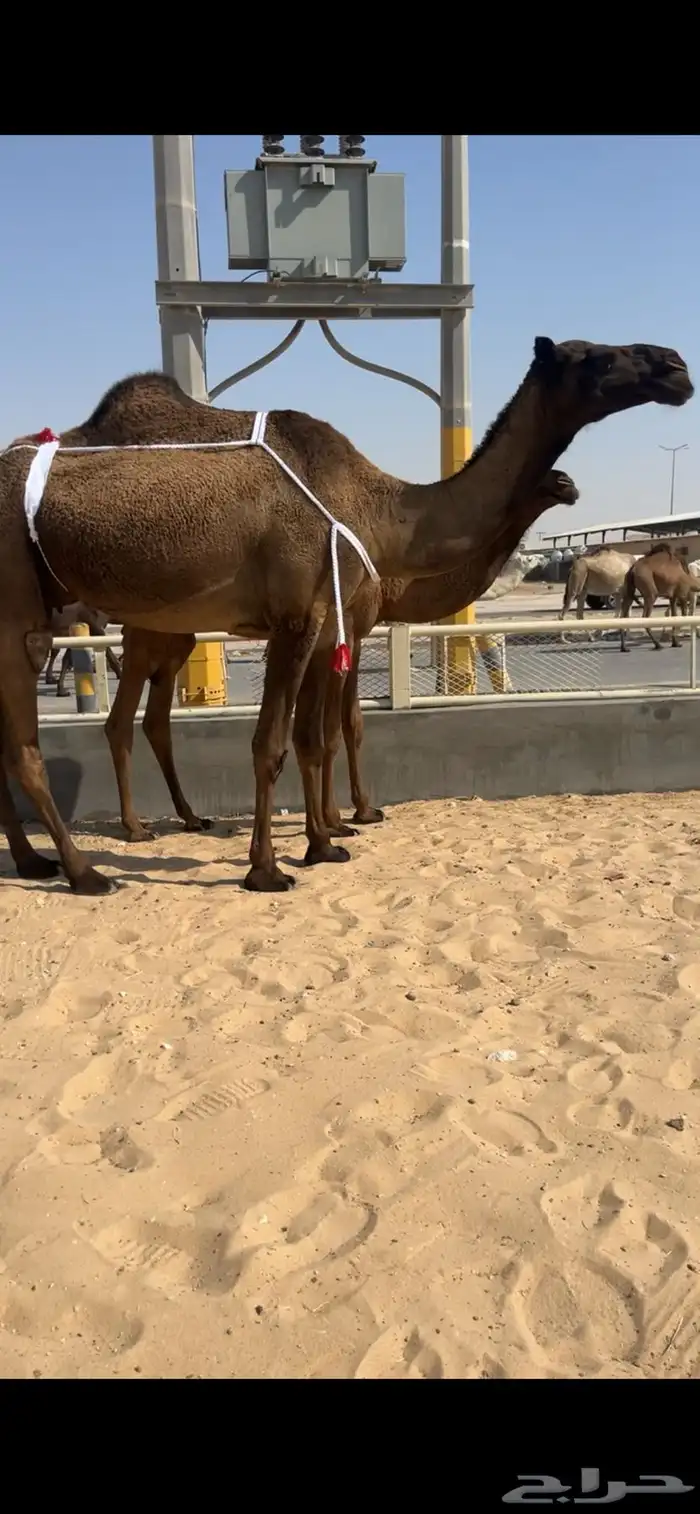 للبيع عشرا تحته بكره كفواا والناقه حقت انتاج 3