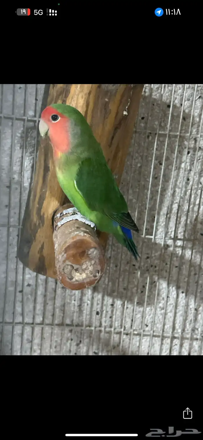 للبيع ذكر روز محلل الي توقف عليه سومه نصيبه 0