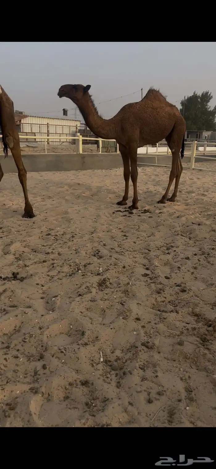 للبيع عشرا تحته بكره كفواا والناقه حقت انتاج 1