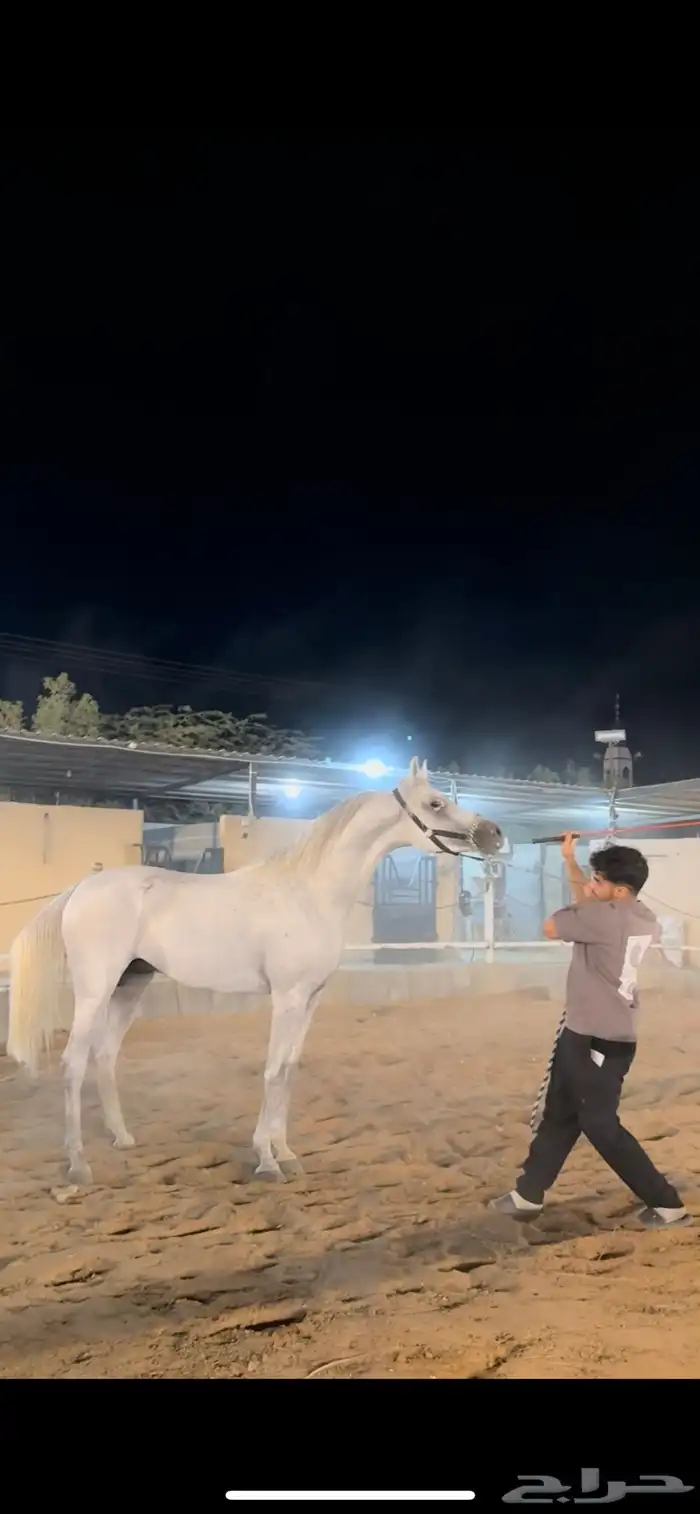 فحل واهو والبيع شعبي فحل فاخر طرب 1
