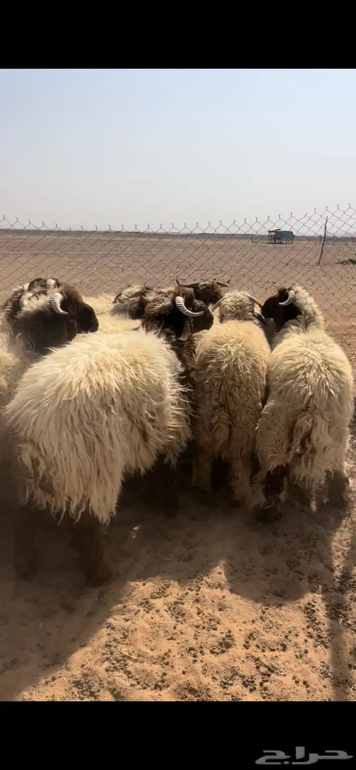 خرفان نعيم جبره 2