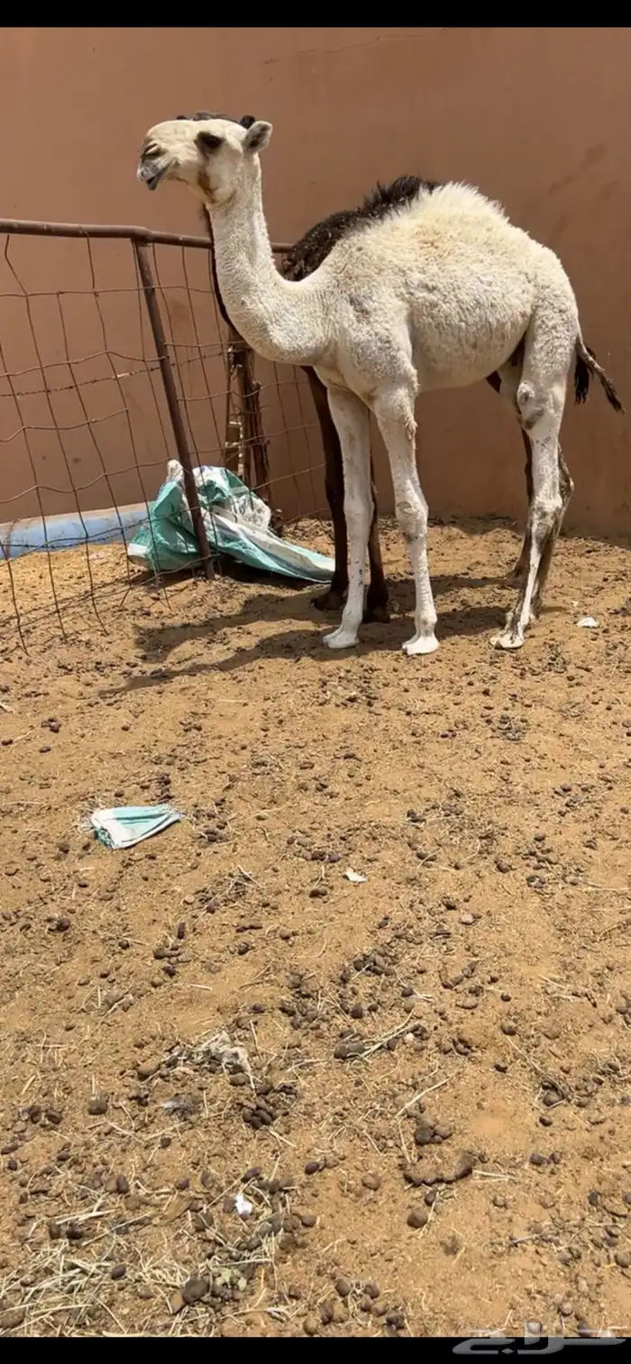 حوار اوضح فردي 3