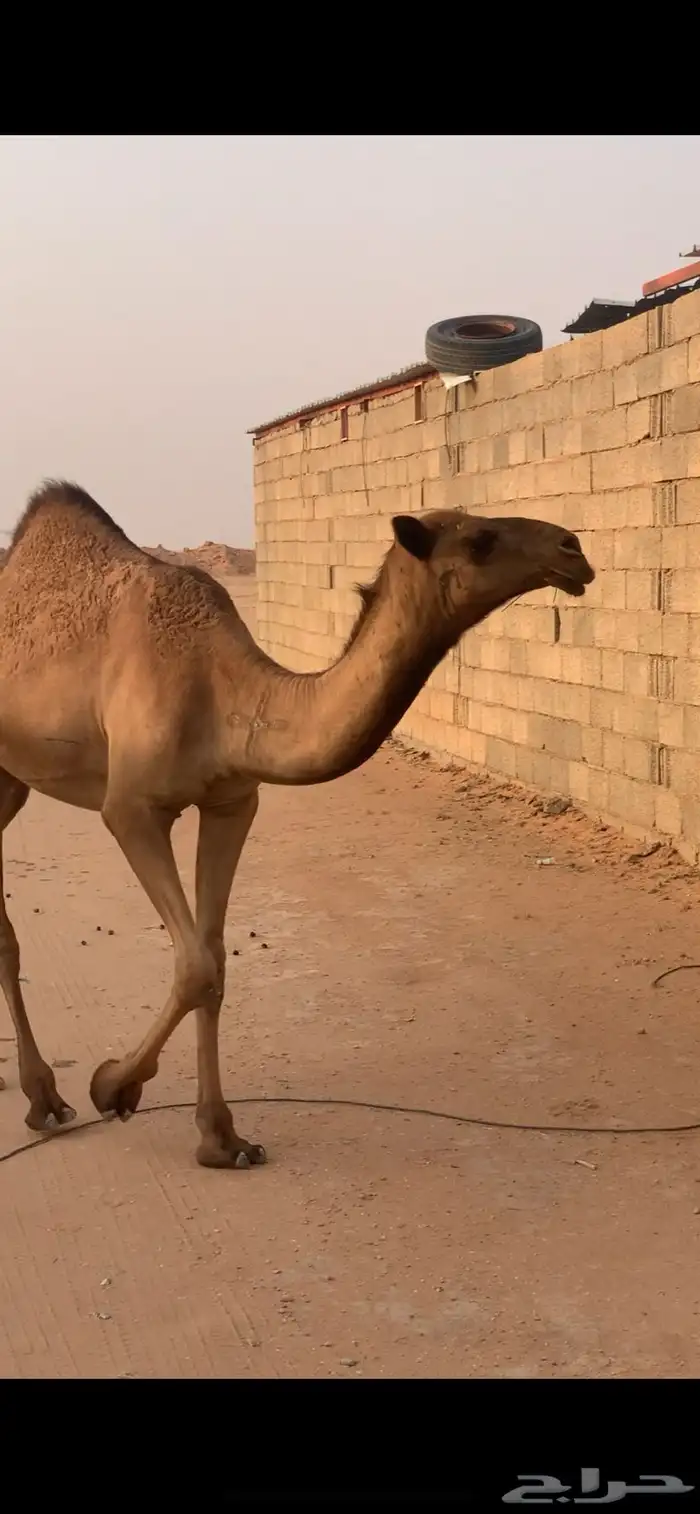 بكرة للبيع 3