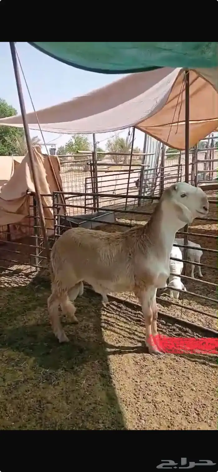فحل سأملي البيع الموقع ساجر 1