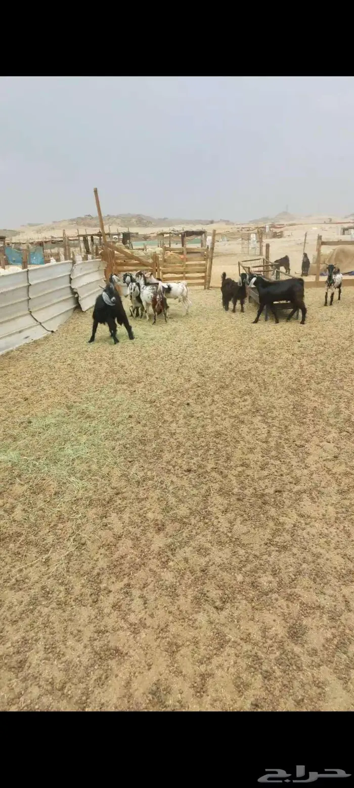 تيوس ذبايح منادي ثلاجة 0