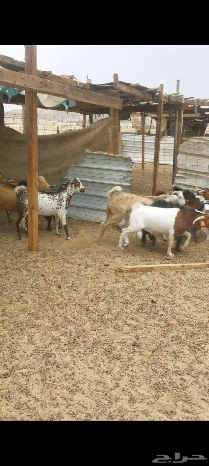 تيوس ذبايح منادي ثلاجة 1
