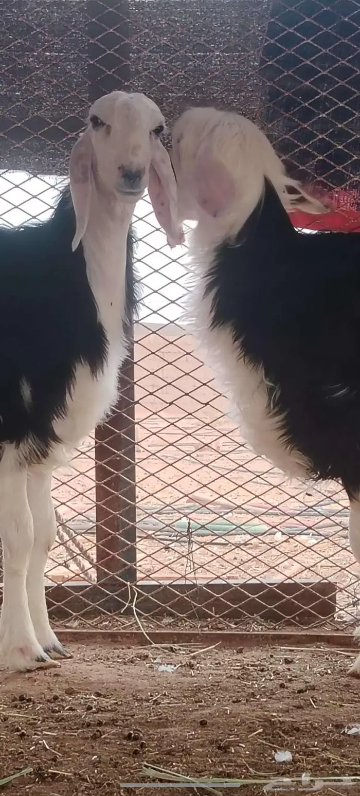 رخل وخروف نجديه جروم ناهيه 1