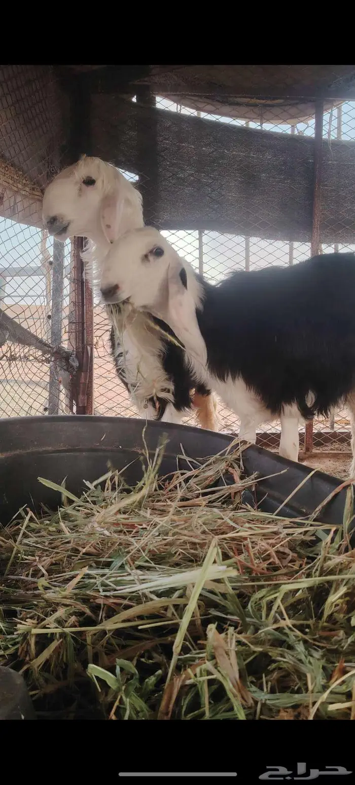رخل وخروف نجديه جروم ناهيه 5