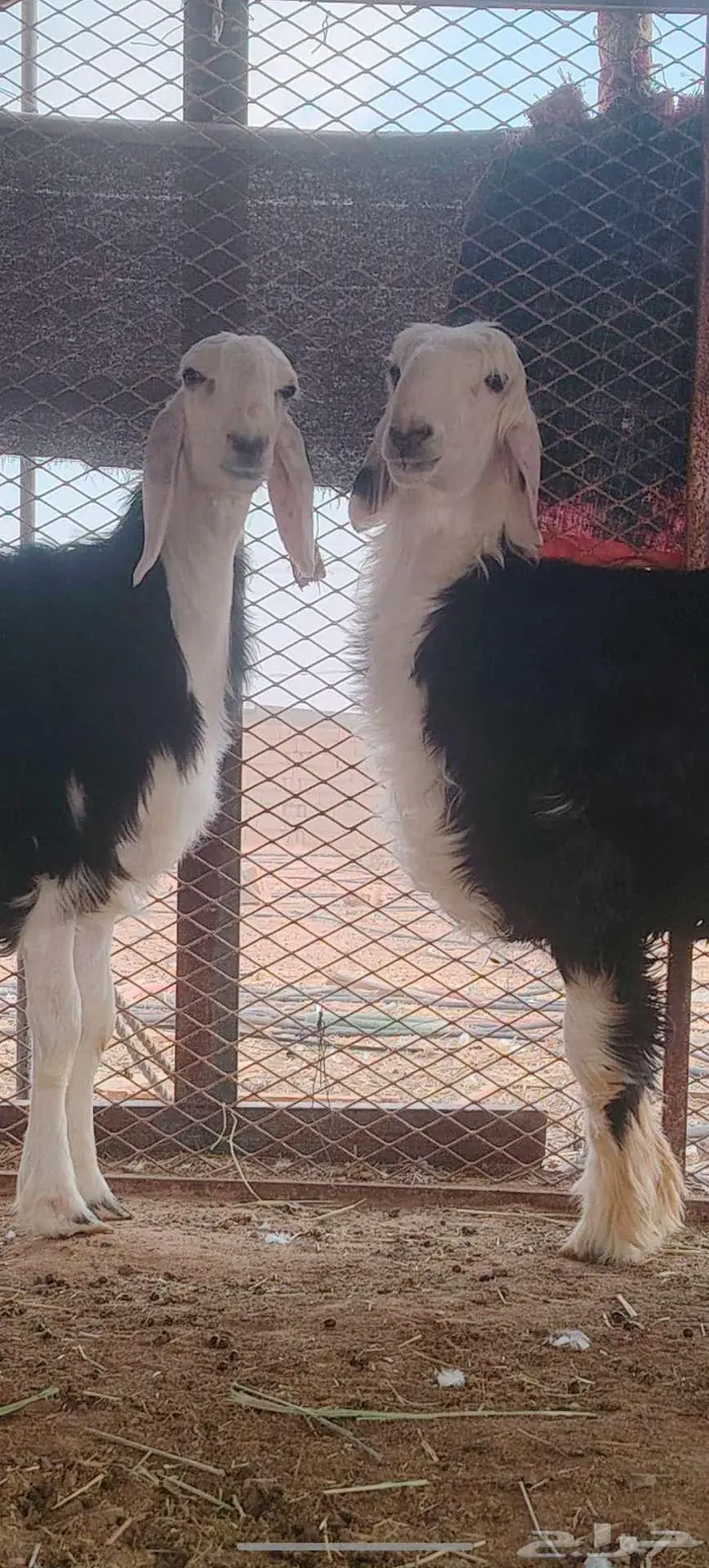 رخل وخروف نجديه جروم ناهيه 2