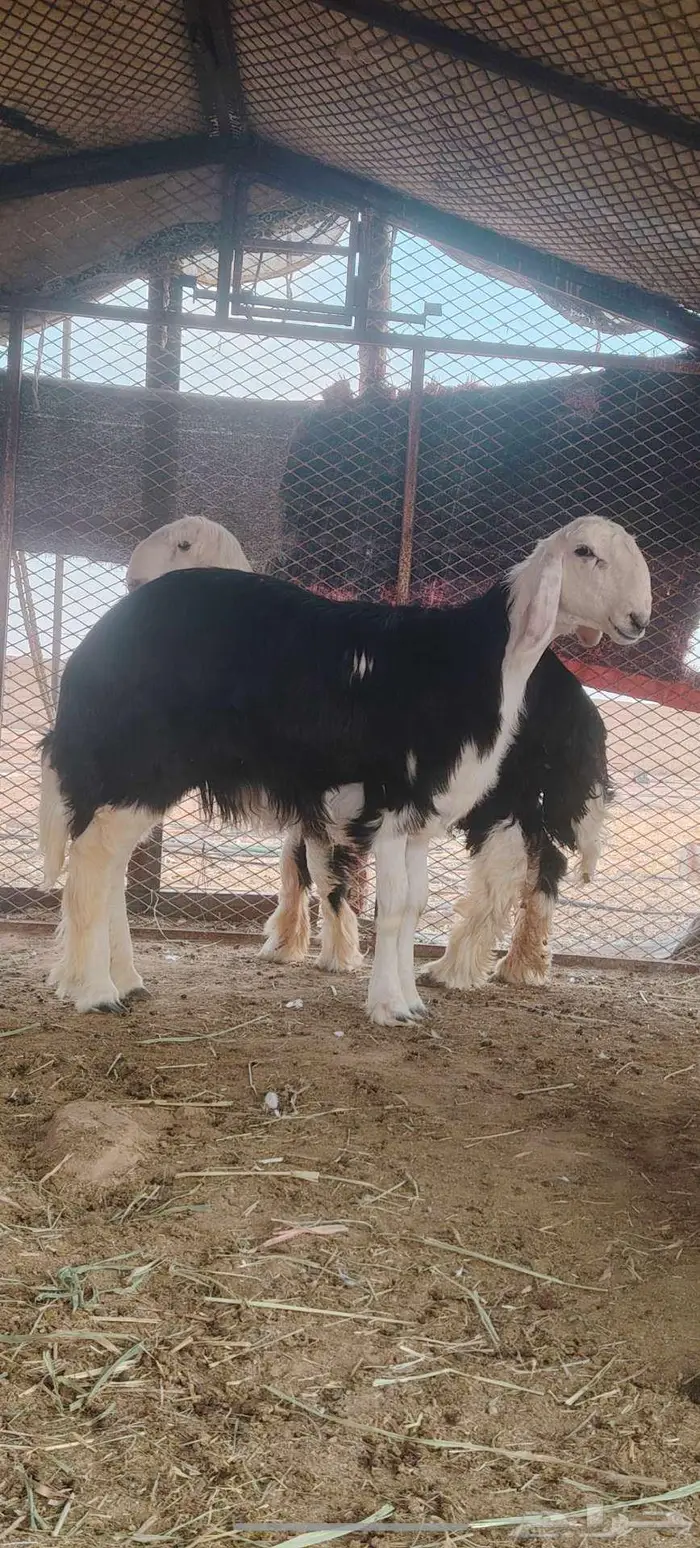 رخل وخروف نجديه جروم ناهيه 3