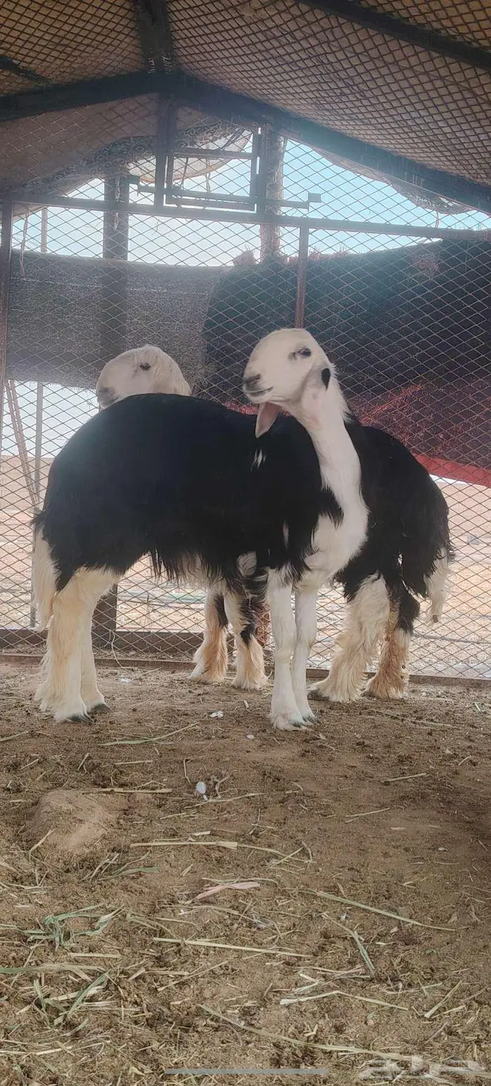 رخل وخروف نجديه جروم ناهيه 4