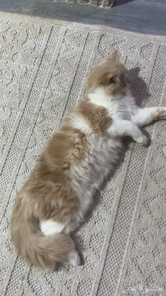 قط للتبني ذكر عمره تقريبا  7شهور 0