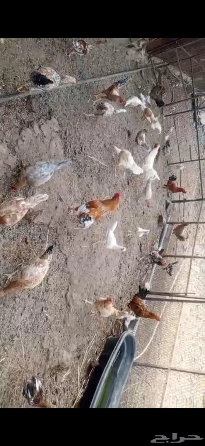 دجاج بلدي للبيع 0
