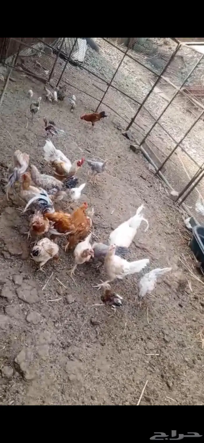 دجاج بلدي للبيع 2