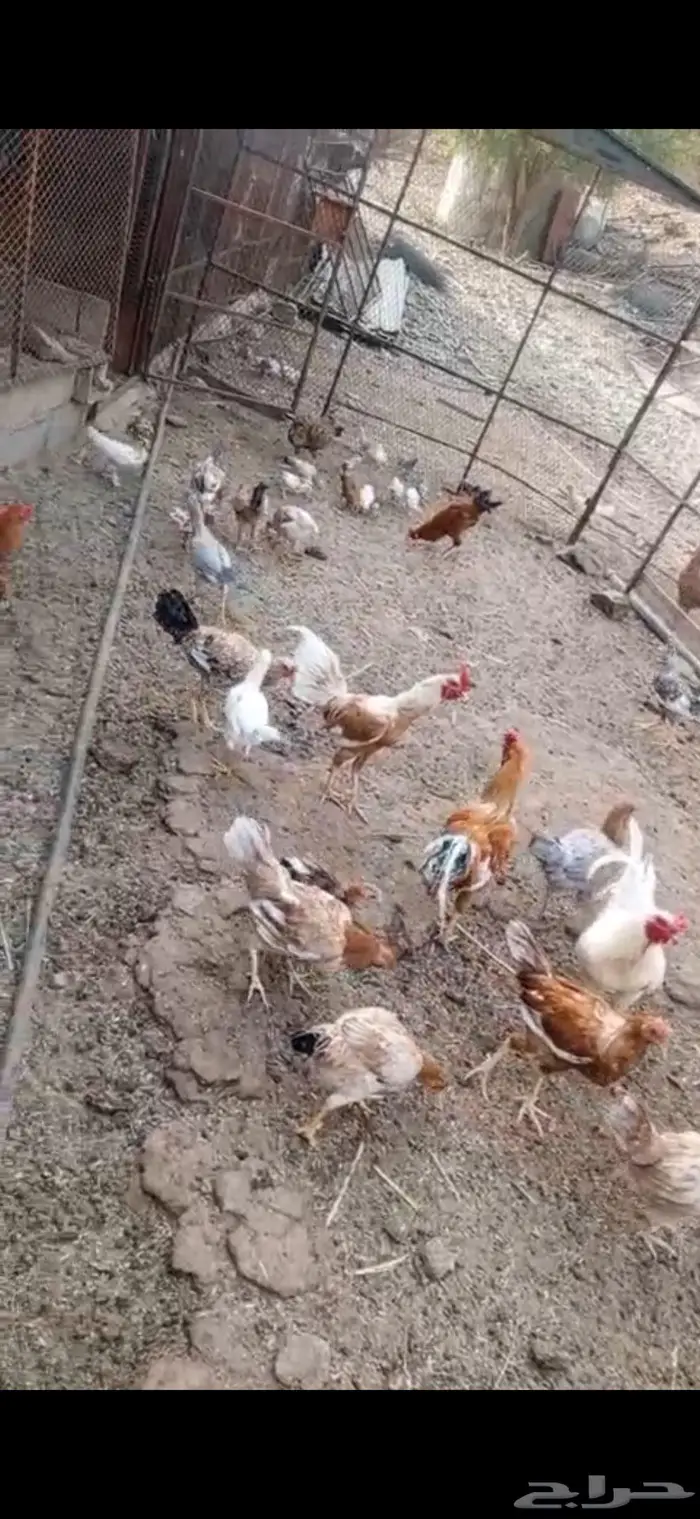 دجاج بلدي للبيع 1