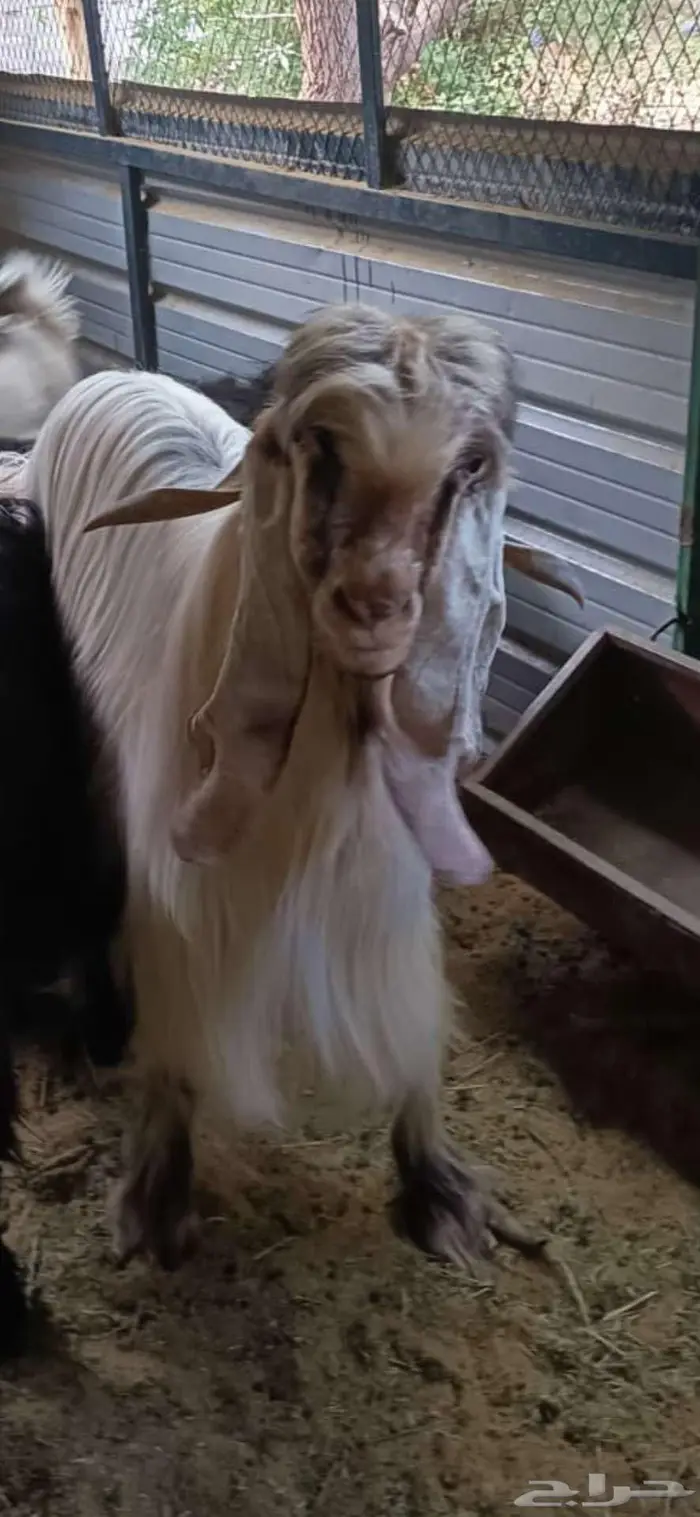 للبيع تيس وماعز عدد اثنين 4