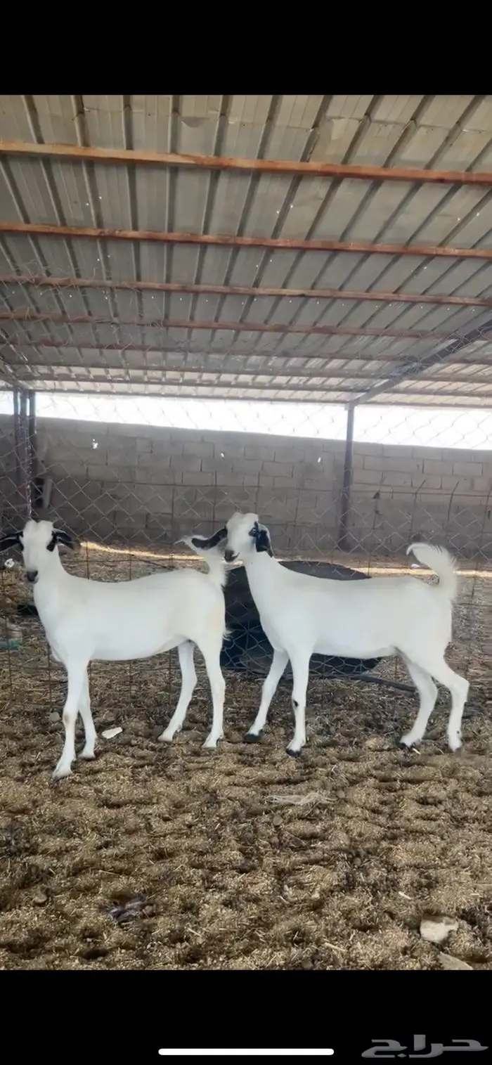 جفار صنف. تتم البيع 0