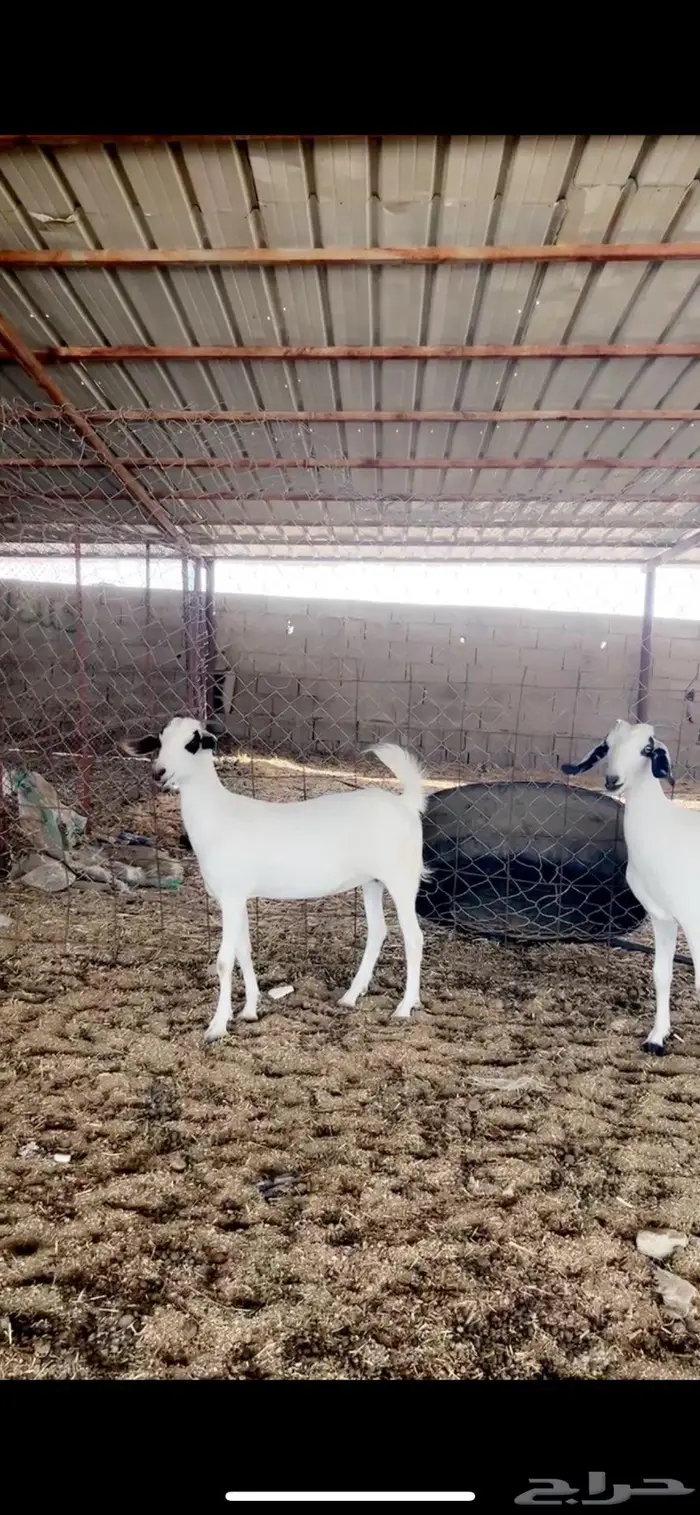 جفار صنف. تتم البيع 1