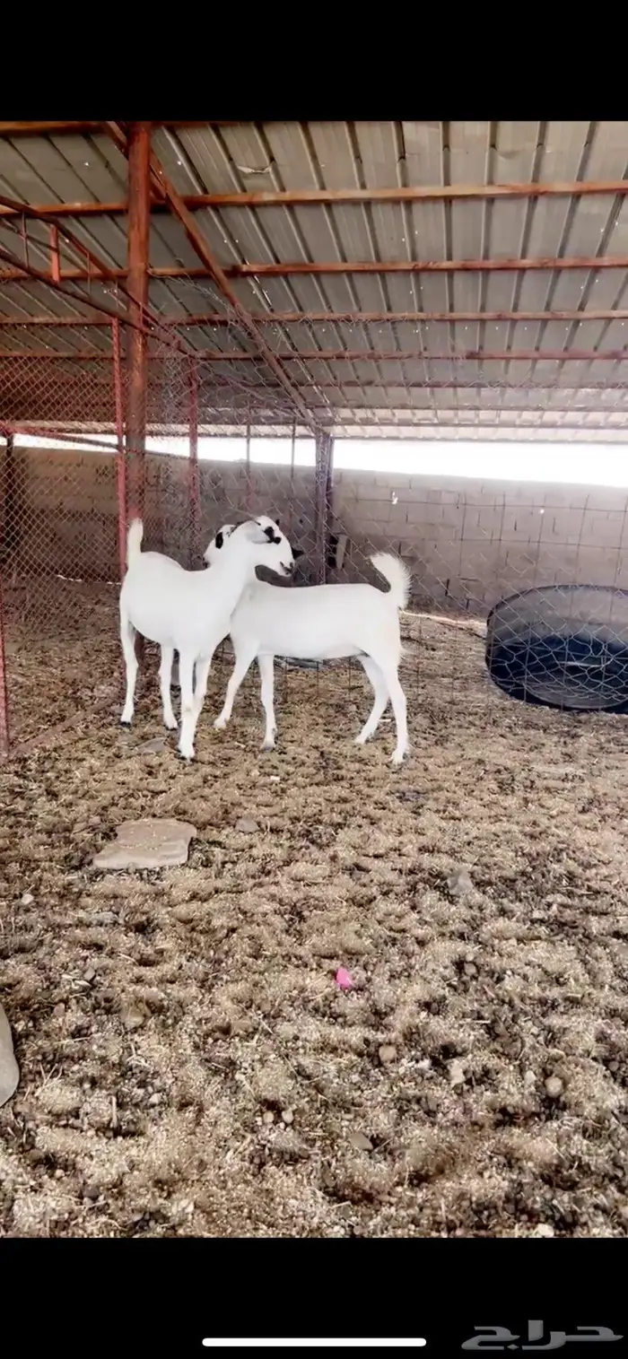 جفار صنف. تتم البيع 2