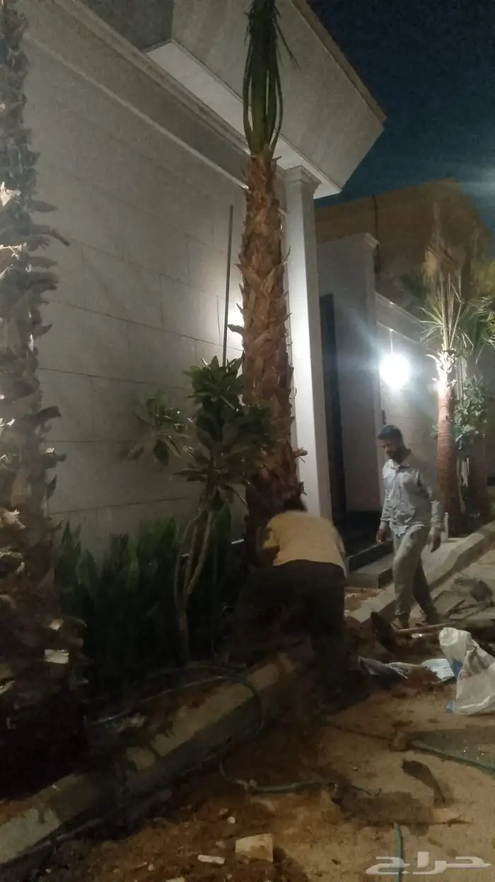 نخيل واشنطن للبيع بجميع انواع المقاسات لتواصل 2