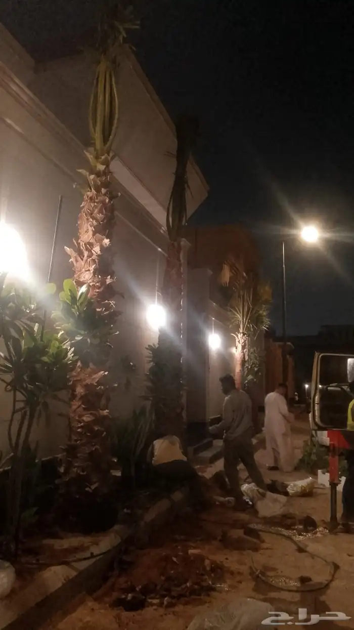 نخيل واشنطن للبيع بجميع انواع المقاسات لتواصل 3