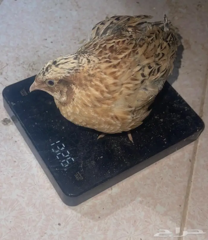 سمان فري تربيه وذيح 5