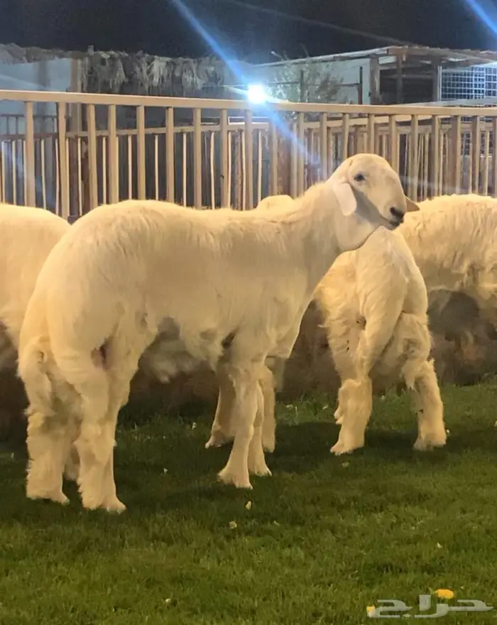 مشروع فحل حري صنف بالمجمعة 1