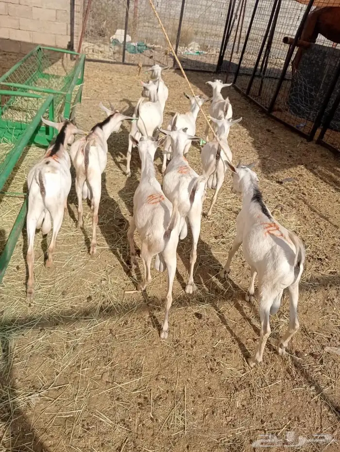 تيوس صوماليه للبيع جدعان تنيان جمله وتفريد 6