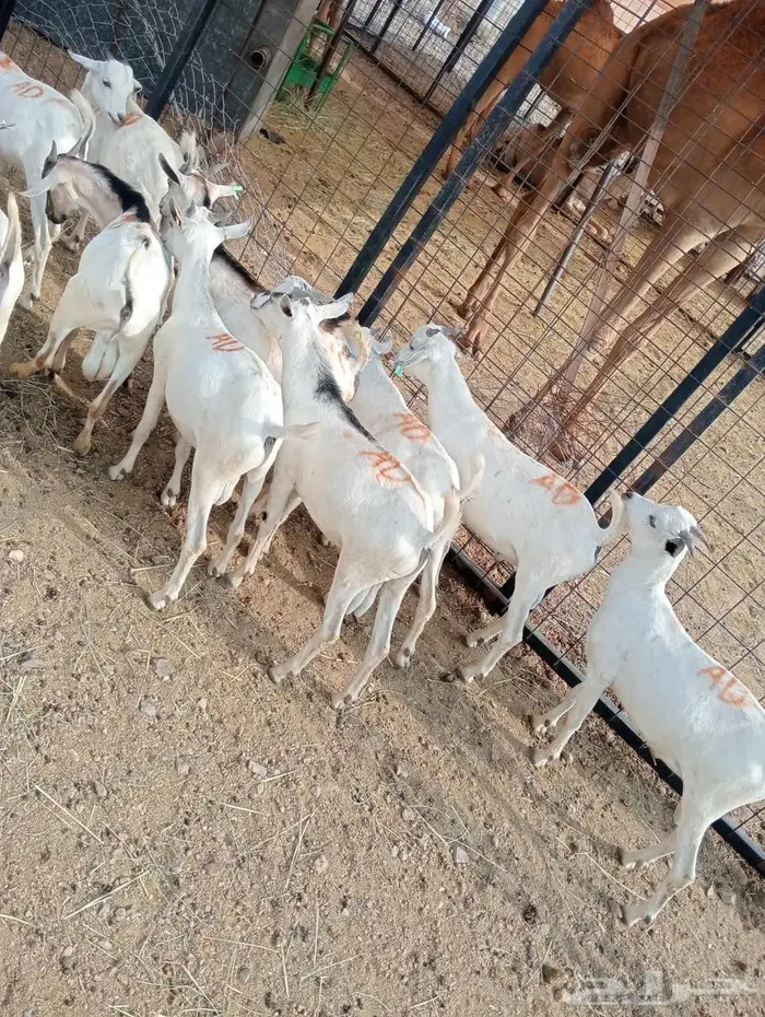 تيوس صوماليه للبيع جدعان تنيان جمله وتفريد 3