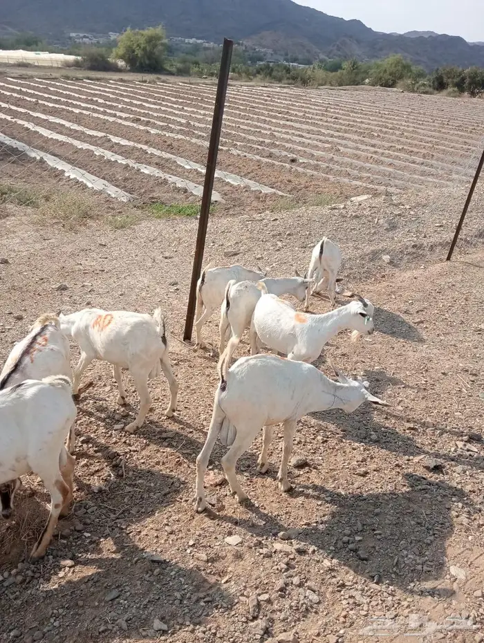 تيوس صوماليه للبيع جدعان تنيان جمله وتفريد 12