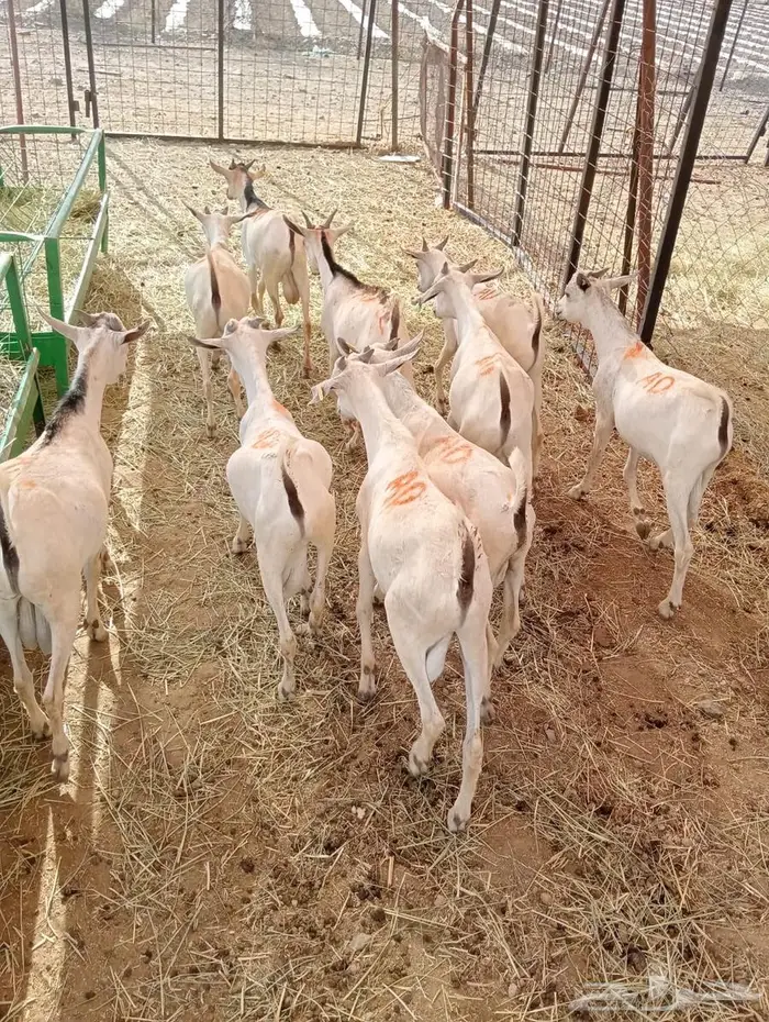 تيوس صوماليه للبيع جدعان تنيان جمله وتفريد 5