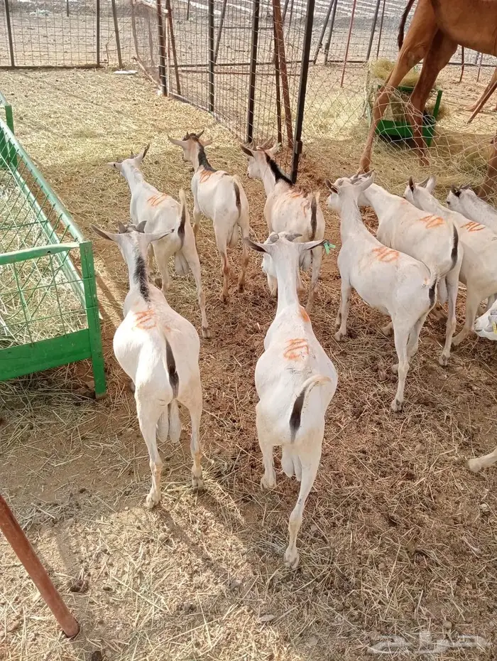 تيوس صوماليه للبيع جدعان تنيان جمله وتفريد 9